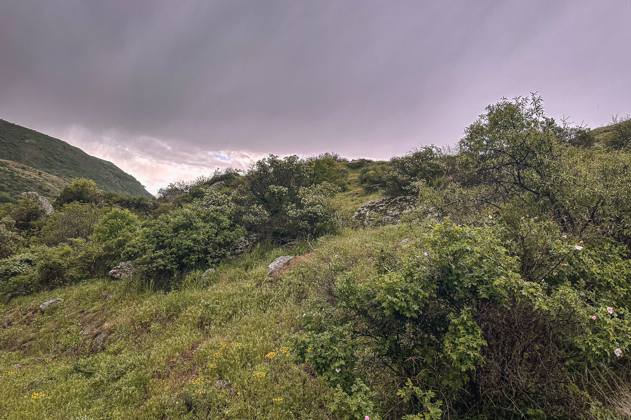 Гель-Айсоры