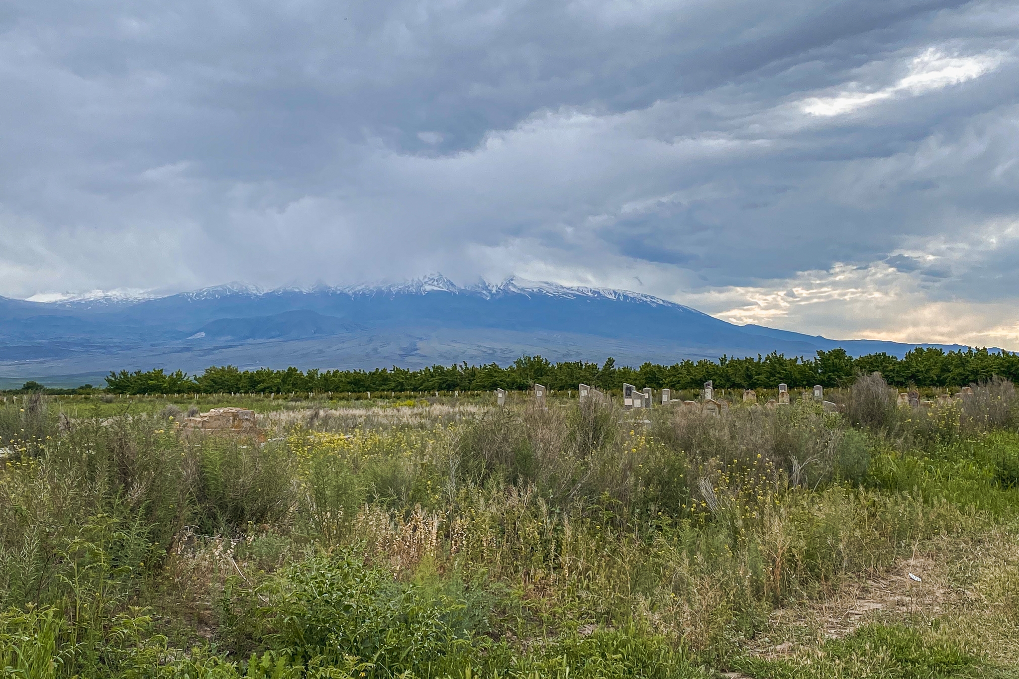 Халиса (Ноякерт)