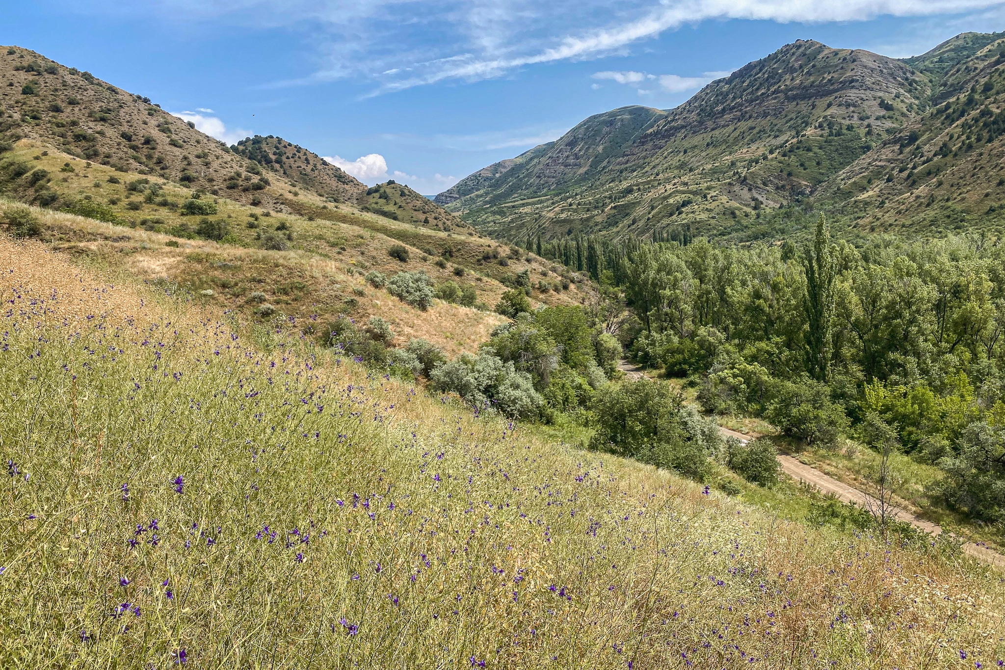 Таракямалар